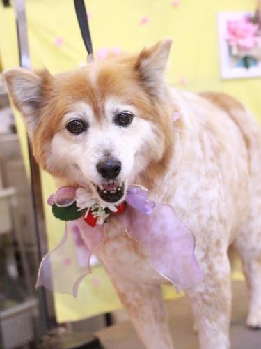 20230330ボニーちゃん